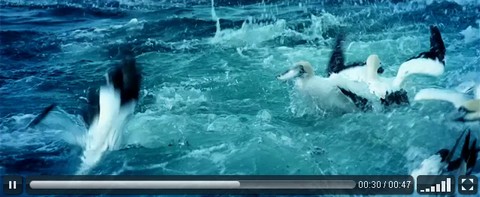 video-js video-js